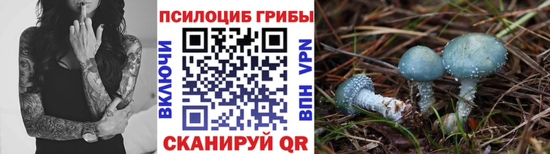 Псилоцибиновые грибы мицелий  гидра как войти  Новоузенск 